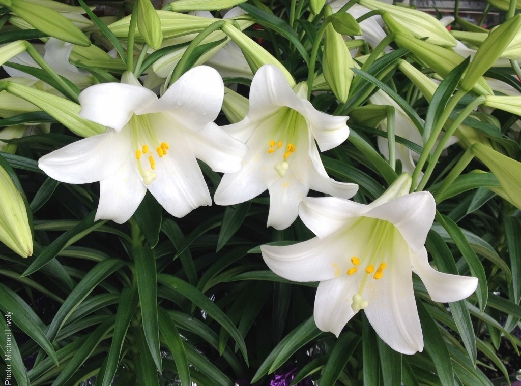 easter lily 2
